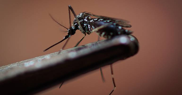Mosquito do dengue zika e chikunguny no Alto Minho