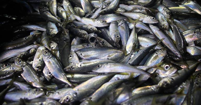 Pesca da sardinha com novos limites a partir de quarta-feira