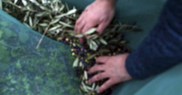 Alfândega da Fé: granizo provoca prejuízos em olivais