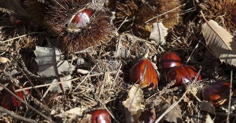 Noventa expositores na Feira da Castanha em Trancoso
