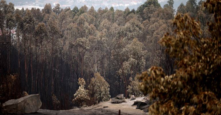 Mais de 80 concelhos em perigo máximo de incêndio