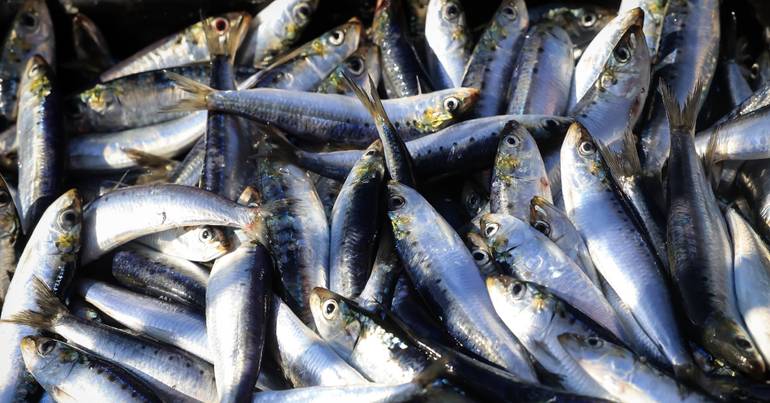 PS quer distribuição "justa" nas compensações para a pesca