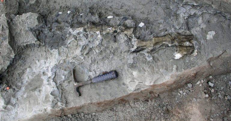 Dinossauros e aves começaram a voar de forma independente