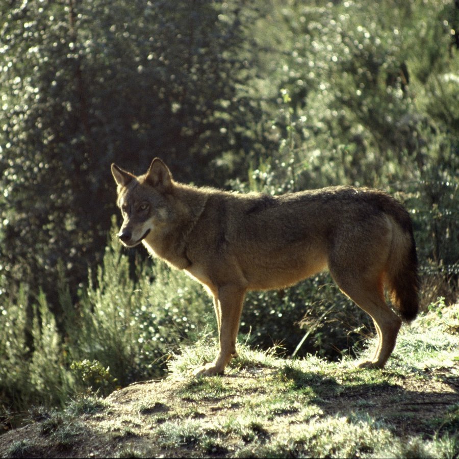 Dois lobos-ibéricos encontrados mortos em Montalegre e em Arcos de Valdevez  – Observador