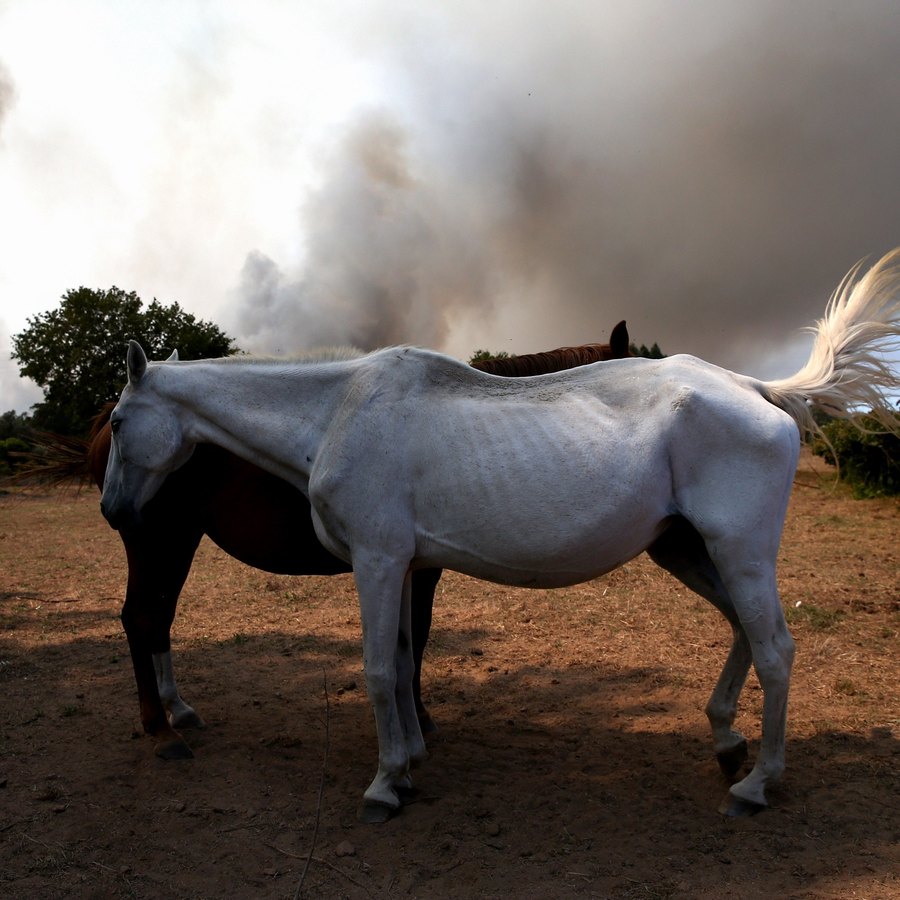 Saiba como são transportados os cavalos para os Jogos