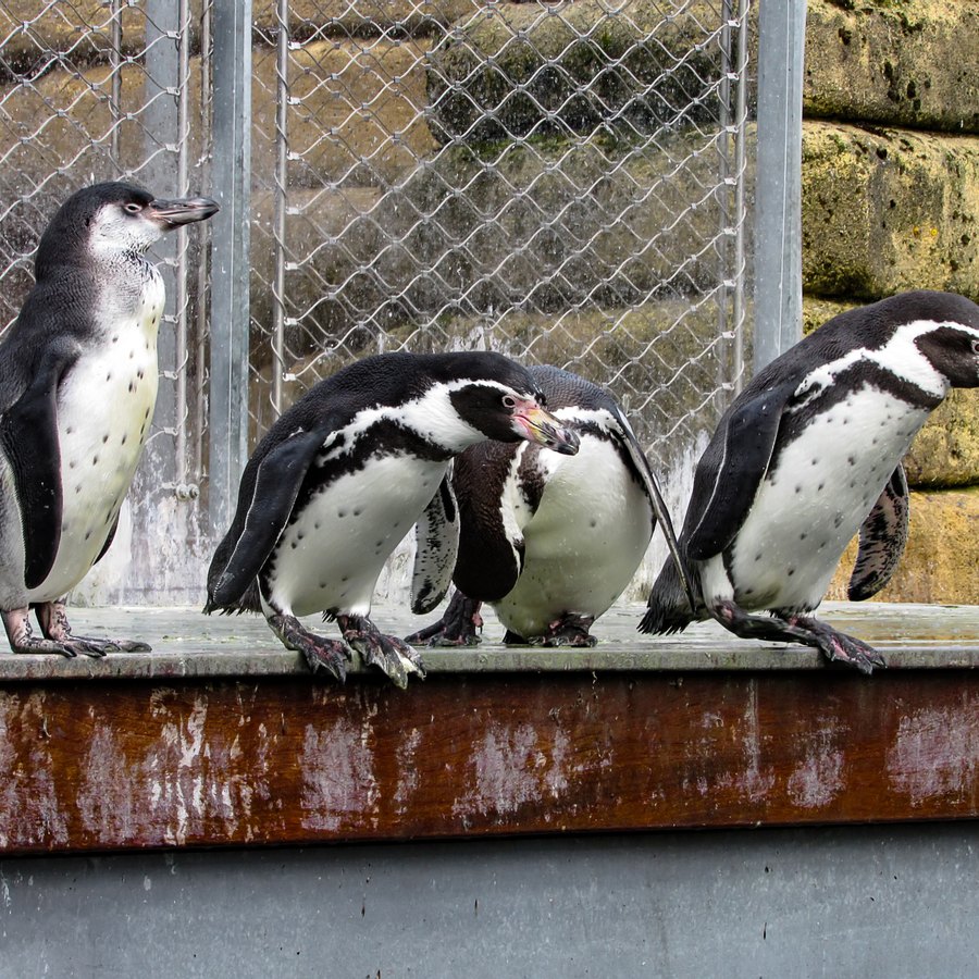 Lucas: o pinguim do jardim zoológico de San Diego que voltou a andar com  botas ortopédicas – Observador