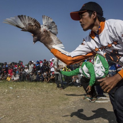 Columbofilia: 'maratona' europeia com 50 mil pombos - Modalidades - Jornal  Record