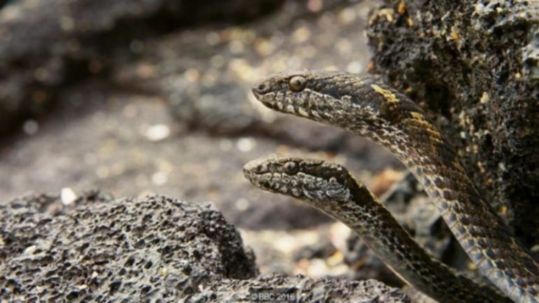 Como foi filmada a perseguição do ano: serpentes versus iguana bebé –  Observador