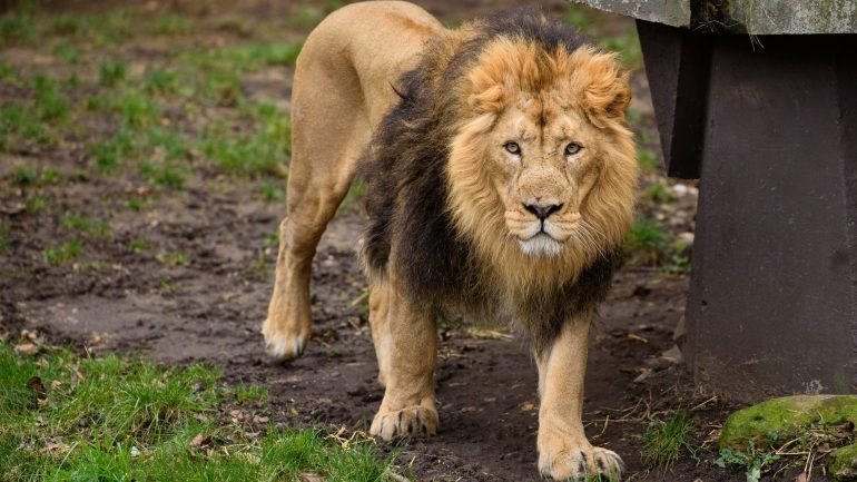 Jardim Zoológico inglês alvo de críticas por cobrar jogo da corda com leões  e tigres – Observador