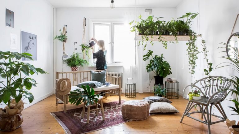 Guia para cuidar de plantas em casa (e as 10 mais simples de