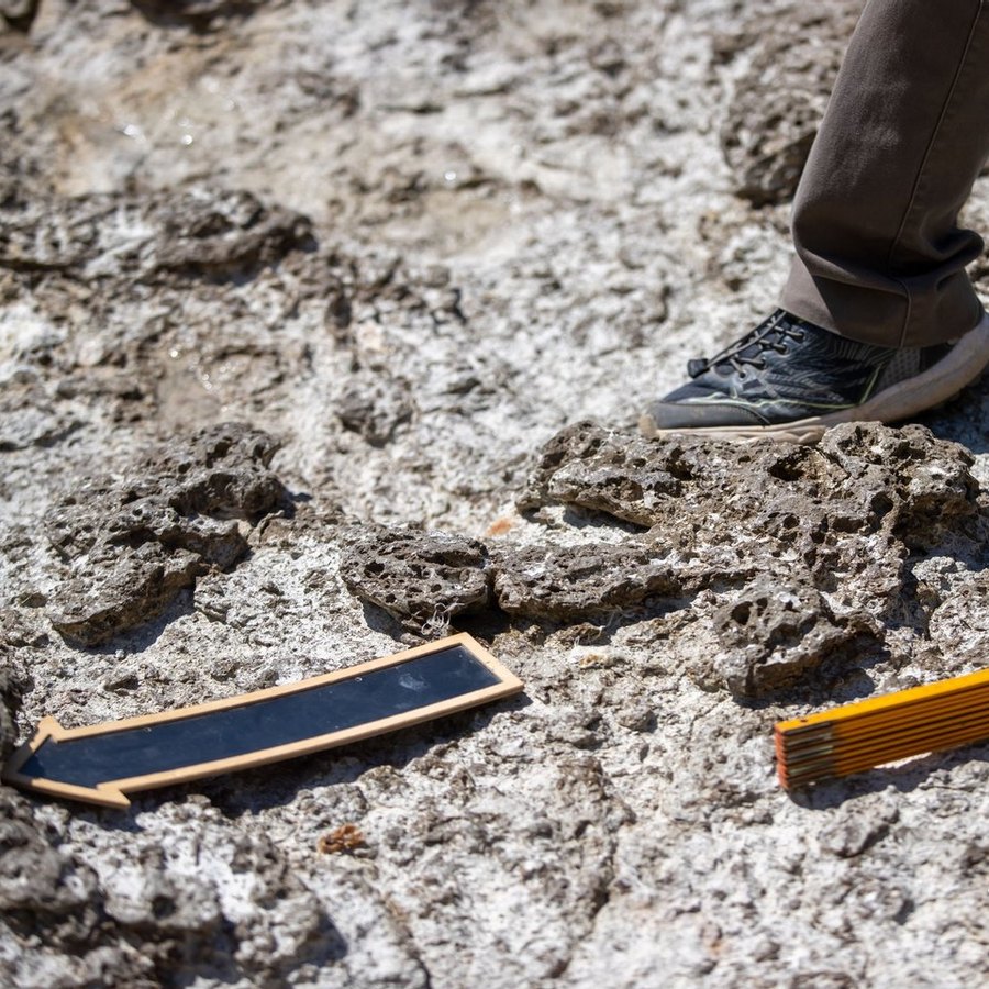 Novo dinossauro português com 130 milhões de anos descoberto no Cabo  Espichel - Renascença